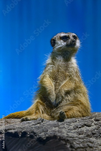 Meerkat on the beam. Latin name - Suricata suricatta	