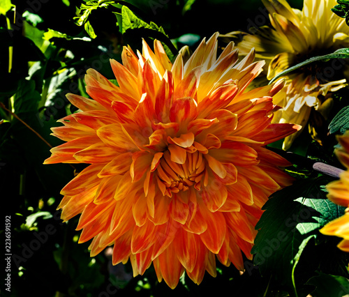 View of dahlia in the garden. Variety - Decorative Peaches