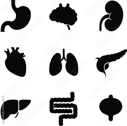 Anatomy icon set. Vector pictograms of body organs, Heart, Brain, stomach, kidneys, bladder, black sign silhouette illustration.
