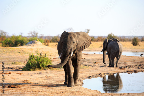 African Elephant walking towards camera, with trunk swinging, with a natural waterhole and elephant background. Hwange National Park, Zimbabwe