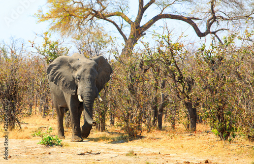 African Elephant walking out from the bush - slight motion blur on tip of trunk. Hwange National Park, Zimbabwe