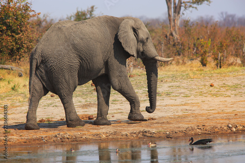 African Elephan walking beside a waterhole in Nehimba,  Hwange National Park, Zimbabwe