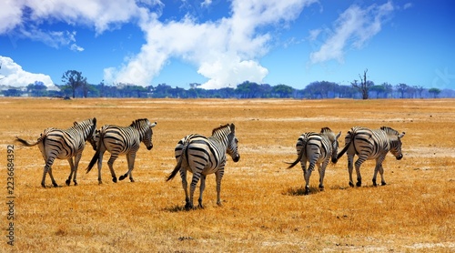 Small Herd of Zebra walking across the dry yellow African Savannah, with tree-line woodland in the distance, there is a pale blue hazy sky. Hwange National Park, imbabwe