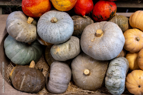 Colorful pumpkins in orange, grey and green hues