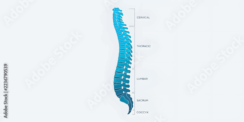 Abstract 3D Human Spine Anatomy Medical Illustration.