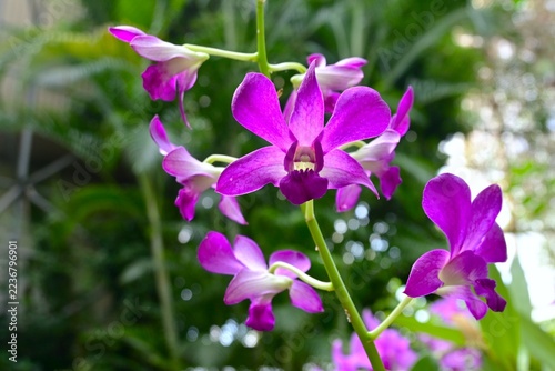 Cattleya, the 