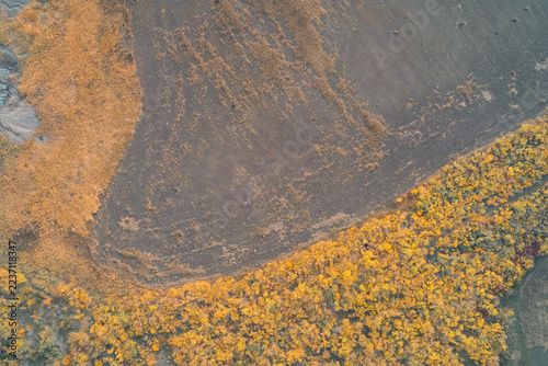 Abstract yellow autumn forest and dark soil texture with vibrant colors, drone shot