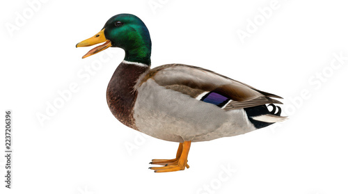 Obraz na plátně Mallard duck standing alert isolated on white