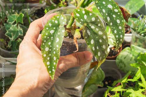 Hand holding a young begonia maculata plant in a pot