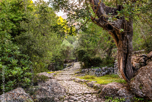 The Barranc de Biniaraix ravine with natural stone path and dry stone walls in the Serra de Tramuntana mountains, Mallorca, Balearic Islands, Spain, Europe