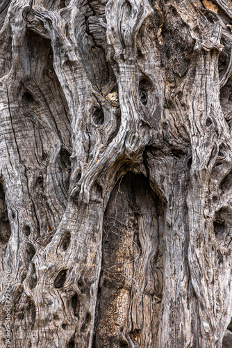 The trunk and bark of an old olive tree, Mallorca, Balearic Islands, Spain, Europe