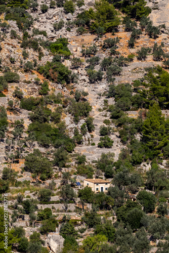 Terraced slopes with olive trees and dry stone walls in the Barranc de Biniaraix, Serra de Tramuntana mountains, Mallorca, Balearic Islands, Spain, Europe