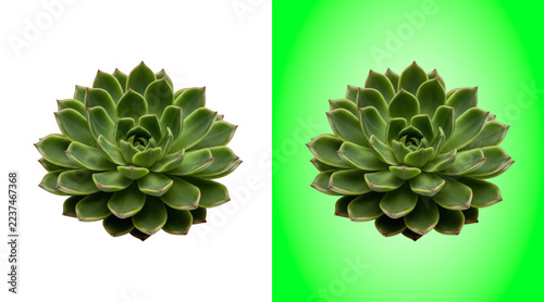 Obraz na plátně A view of a green succulent plant with rosette leaves, isolated on a white backg