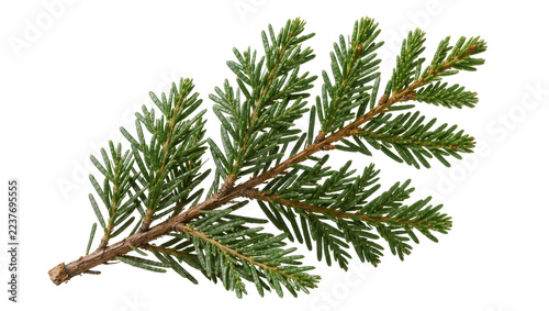 Green fir tree branch with needles, isolated on transparent background