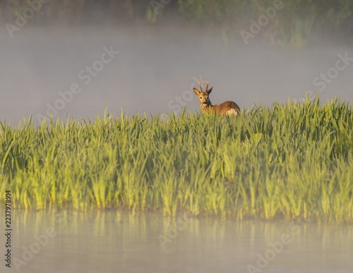 Roe deer (Capreolus capreolus), roebuck standing in a wet meadow, in a wetland biotope at a lake, morning mist, warm morning light, wildlife, Lower Saxony, Germany