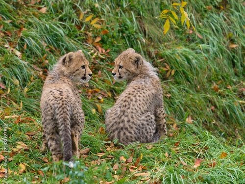 cheetah (Acinonyx jubatus)